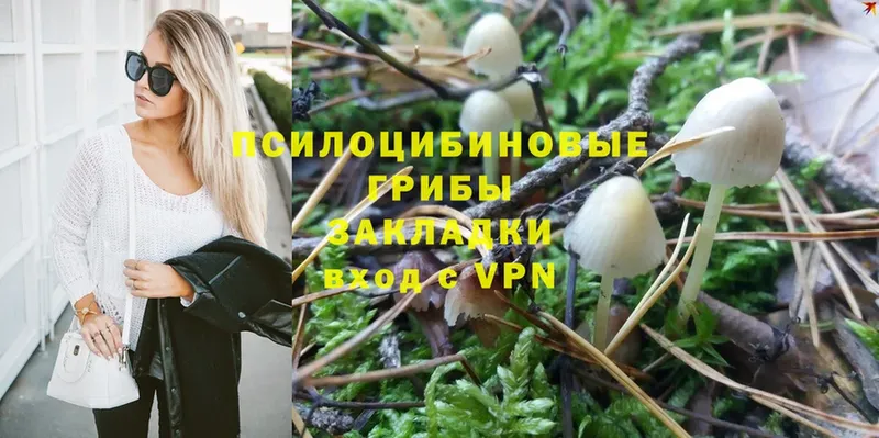 Галлюциногенные грибы Psilocybe  Катайск 